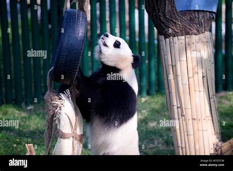 瀋陽動物園在哪裏：探究中國的一座重要動物園及其背后故事